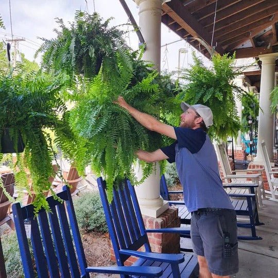 UV Resistant Lifelike Artificial Boston Fern For Outdoors image 2