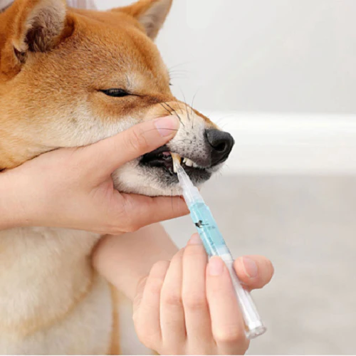 Pet's Teeth Health By Repairing and Preventing Disease image 5
