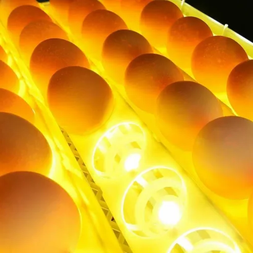 Premium Egg Incubator Automatic Chicken Quail Egg Hatcher 24 Eggs image 1