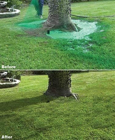 Liquid Lawn Seed Spray - HouseHold Seeding System Liquid Lawn Seed image 3