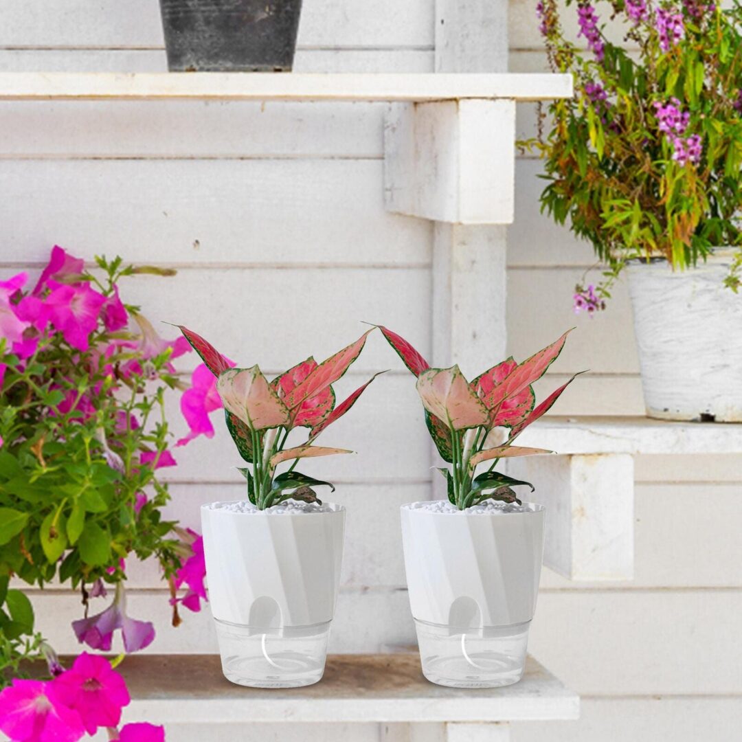 Self Watering Planter - Image 10