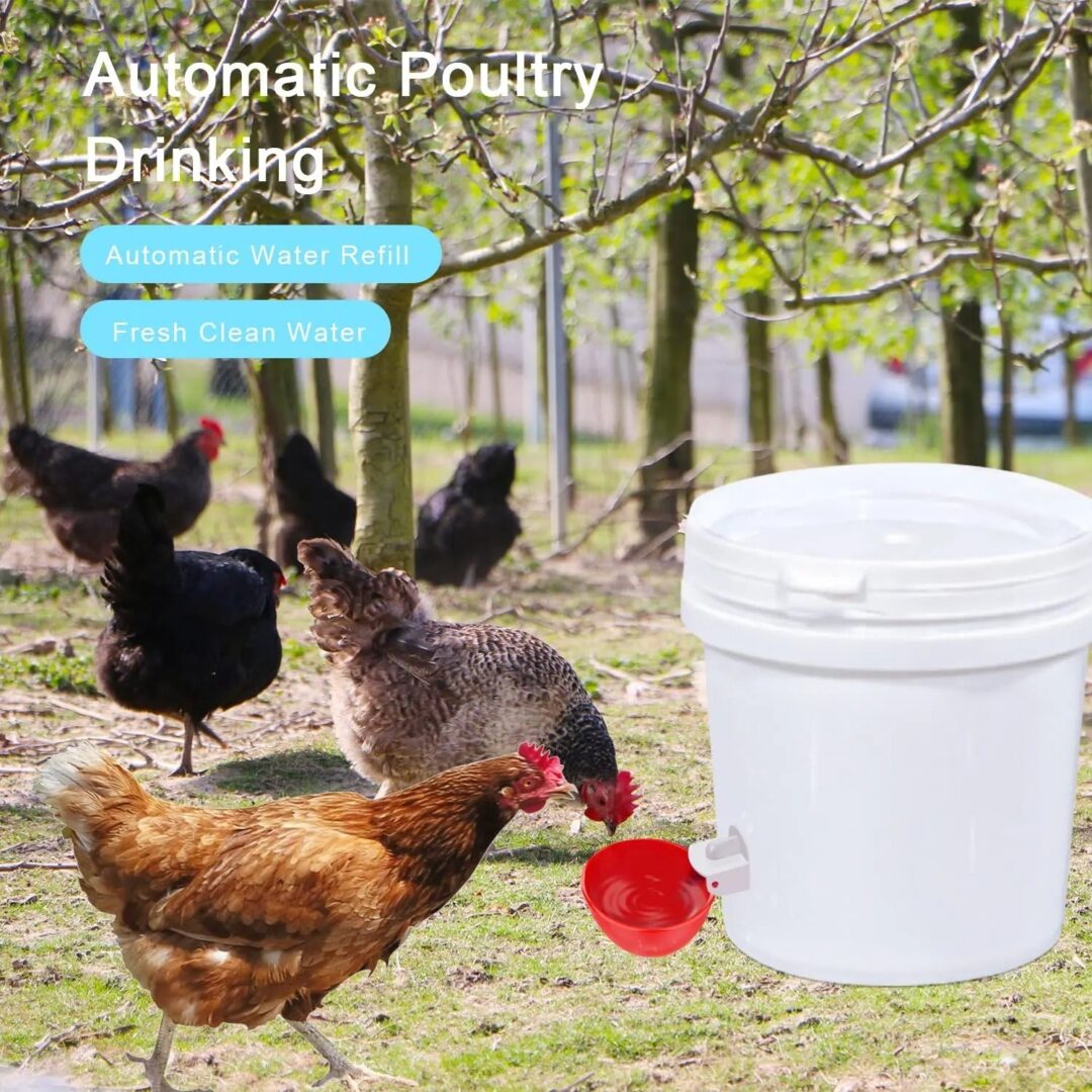 10 Pcs Chicken Waterer - Image 3