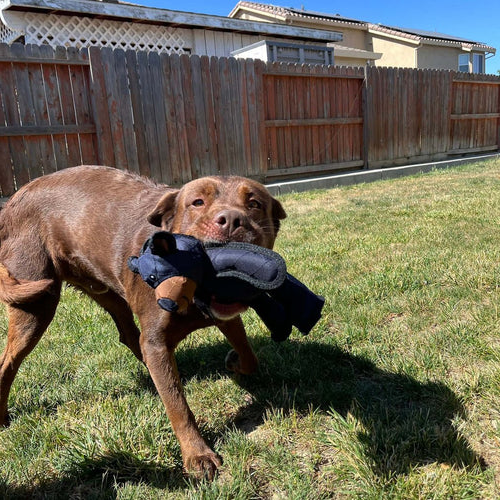 Indestructible & Interactive Bear Dog Toys For Heavy Chewers - Image 7