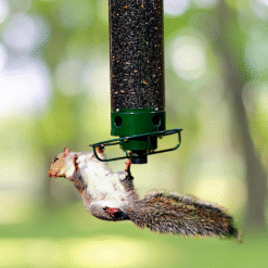 Squirrel Proof Bird Feeder